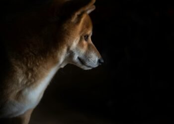 Dogecoin Price Closes In On Major Trendline For Breakout To  Dogecoin Price Closes In On Major Trendline For Breakout To