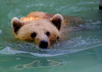 Analyst Warns Falling Wedge Is A Whales’ Trap That Could Drag Price To ,000 Analyst Warns Falling Wedge Is A Whales’ Trap That Could Drag Price To ,000