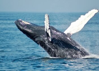 Crypto Whales Are Dumping Ethereum For Cardano — What’s Behind The Shift? Crypto Whales Are Dumping Ethereum For Cardano — What’s Behind The Shift?