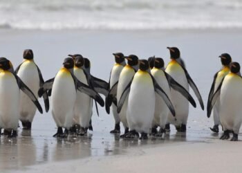 Canonical’s OpenJDK builds promise Java devs more speed – and a whopping 12 years of security support Canonical’s OpenJDK builds promise Java devs more speed – and a whopping 12 years of security support