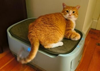 My cat loves this smart air purifier that doubles as a pet bed, and it’s 0 off for Labor Day