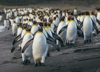 Austria military ditches Microsoft for open-source LibreOffice – here’s why