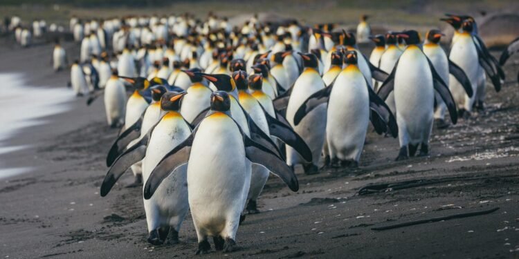 Austria military ditches Microsoft for open-source LibreOffice – here’s why