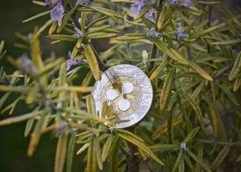 XRP Gears Up For Breakout, But Bearish Divergence Clouds Outlook XRP Gears Up For Breakout, But Bearish Divergence Clouds Outlook