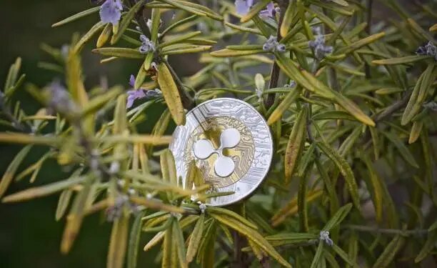 XRP Gears Up For Breakout, But Bearish Divergence Clouds Outlook XRP Gears Up For Breakout, But Bearish Divergence Clouds Outlook