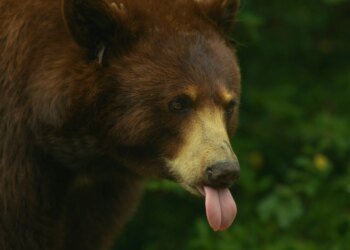 Michael Saylor Issues Rally Cry To Bitcoin Army: “Starve The Bears!” Michael Saylor Issues Rally Cry To Bitcoin Army: “Starve The Bears!”