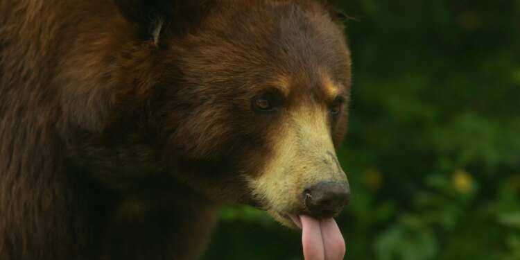 Michael Saylor Issues Rally Cry To Bitcoin Army: “Starve The Bears!” Michael Saylor Issues Rally Cry To Bitcoin Army: “Starve The Bears!”