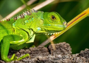 SUSE Enterprise Linux 16 is here, and its killer feature is digital sovereignty