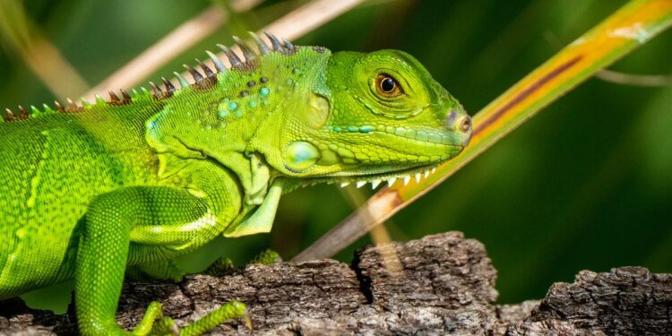 SUSE Enterprise Linux 16 is here, and its killer feature is digital sovereignty SUSE Enterprise Linux 16 is here, and its killer feature is digital sovereignty