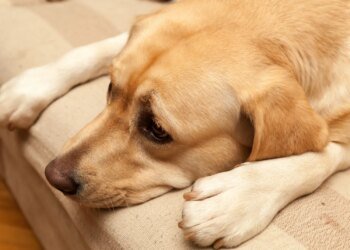 Strategy’s Bitcoin Appetite Dries Up In 2025 — What Happened?