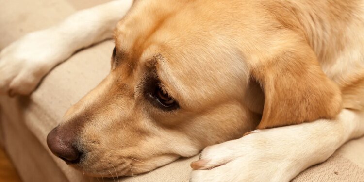 Strategy’s Bitcoin Appetite Dries Up In 2025 — What Happened? Strategy’s Bitcoin Appetite Dries Up In 2025 — What Happened?