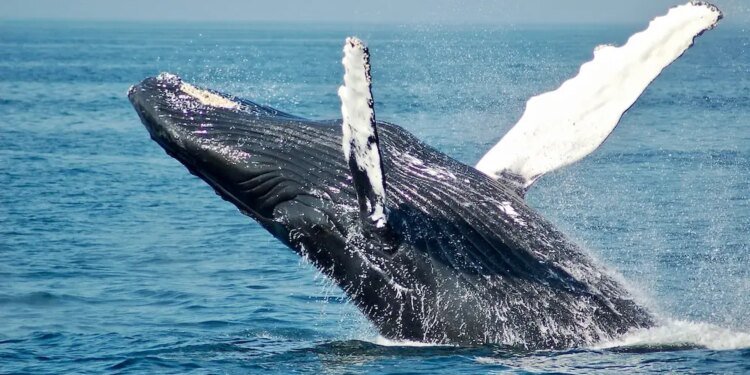 Are Bitcoin Whales Really Back In The Market? CryptoQuant Researcher Says No Are Bitcoin Whales Really Back In The Market? CryptoQuant Researcher Says No
