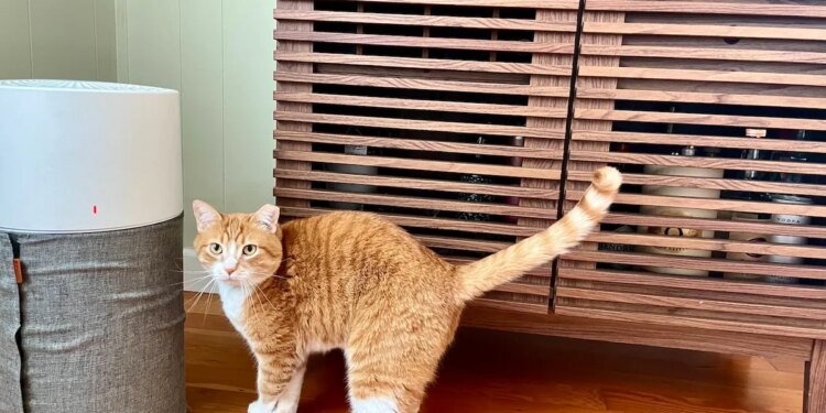 This air purifier is a must for pet parents, and it’s up to off for Presidents’ Day This air purifier is a must for pet parents, and it’s up to off for Presidents’ Day