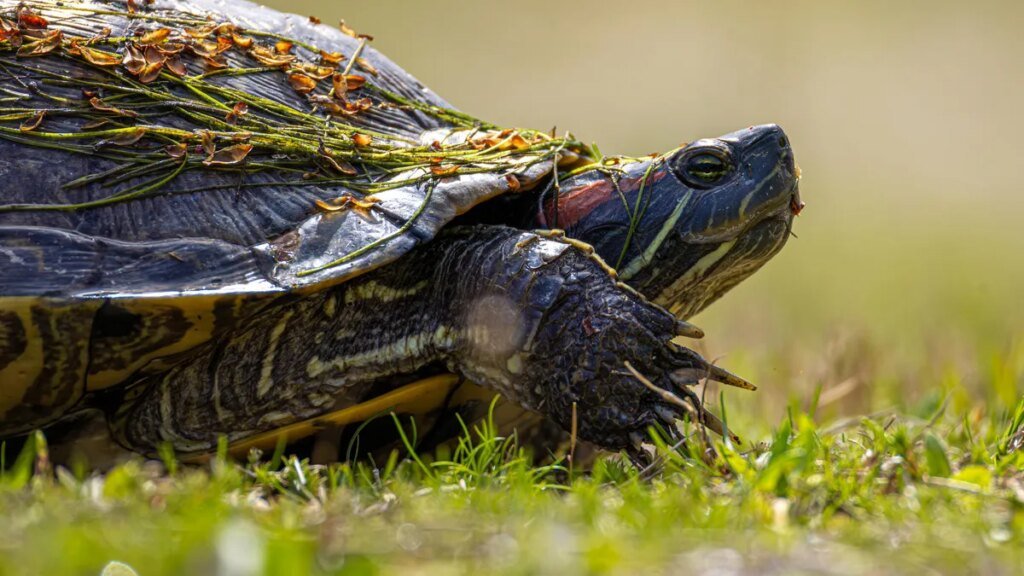 Why my favorite Linux distro is slowing down – and I’m thrilled about it