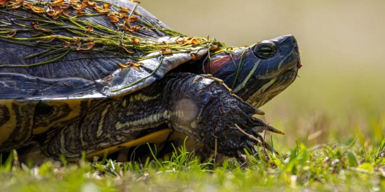 Why my favorite Linux distro is slowing down – and I’m thrilled about it Why my favorite Linux distro is slowing down – and I’m thrilled about it