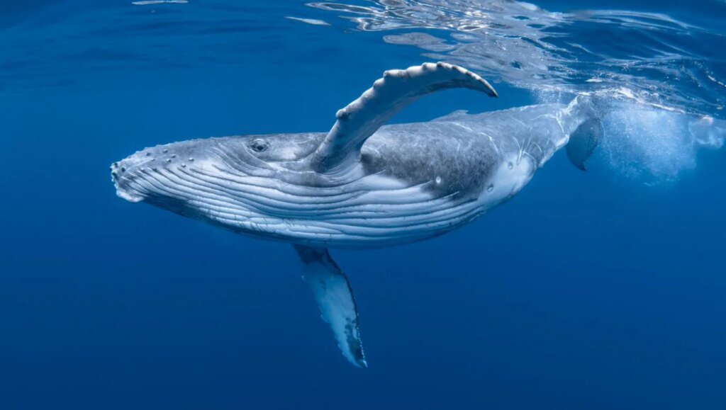 Whales Accumulating Maker And Aave, Path To 2024 Highs?